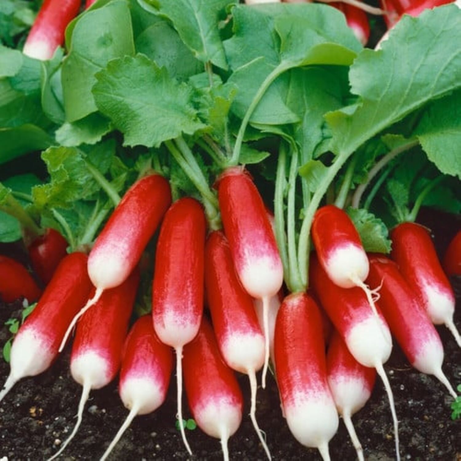 French Breakfast Radish Seeds Radish Garden Seeds Fast Growing