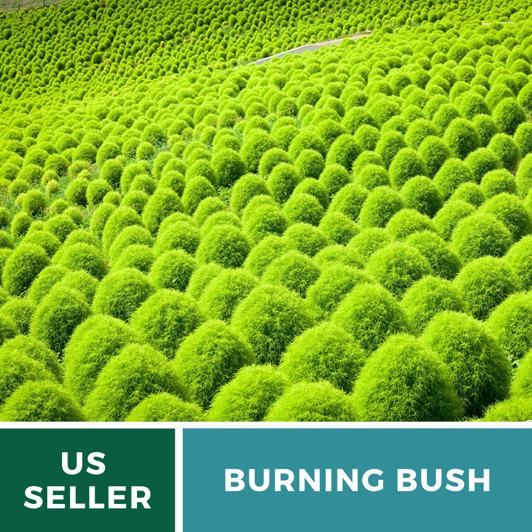 Burning Bush – 100 Seeds, Heirloom Plant, Color Changing (Kochia trichophylla)