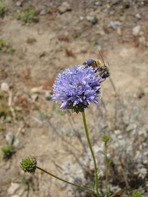 400+GLOBE GILIA THIMBLE Flower Seeds Native Southwest Wildflower Drought Heat