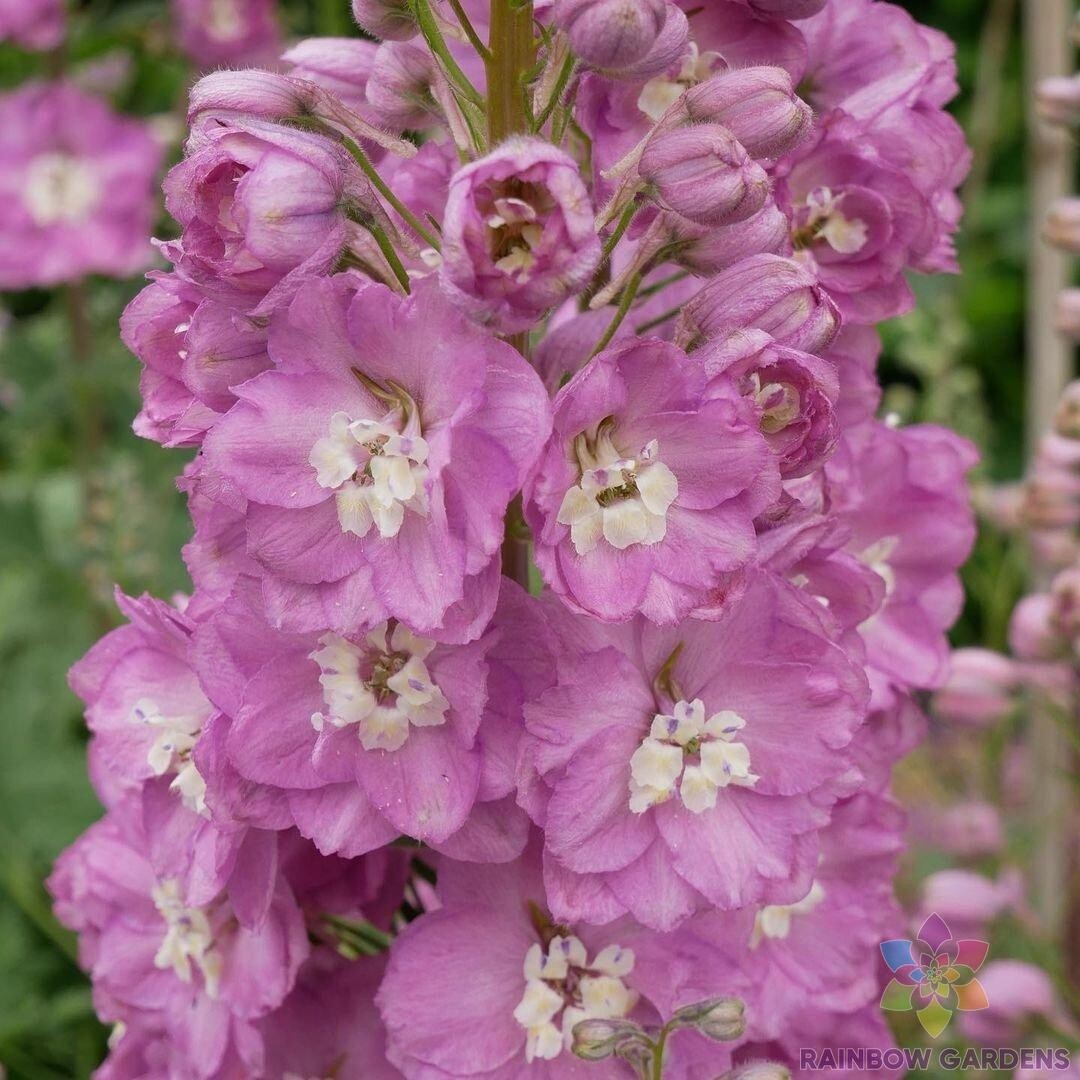 200+ Guinevere Delphinium Seeds for Garden Planting – USA – FREE SHIPPING!