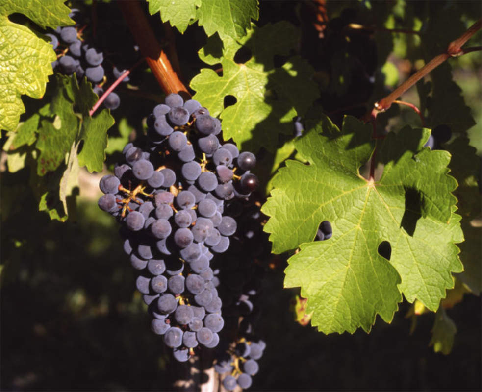 1-1000 PCS Domestic Wine Grape Tree Seeds Vitis Vinifera Bush Vine Fruit 0186