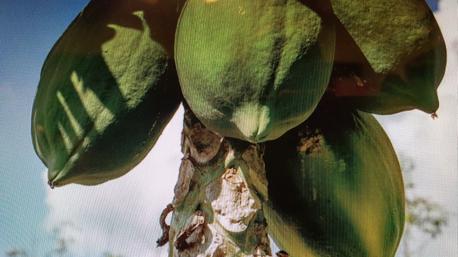 papaya fruit tree seeds choose 100 to 1000 seeds