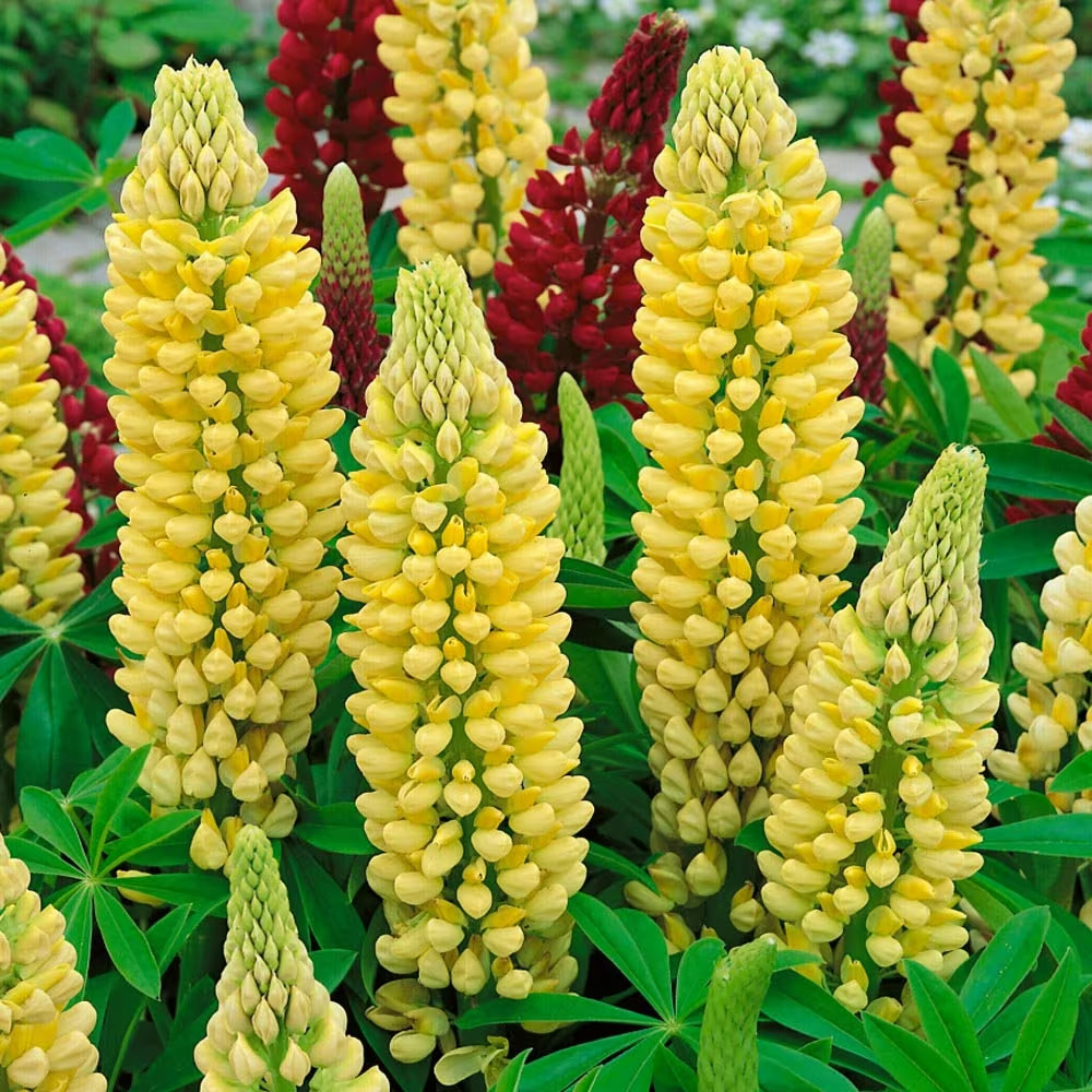 Lupine Chandelier -50 Seeds- Yellow- Attracts bees, butterflies – Deer Resistant