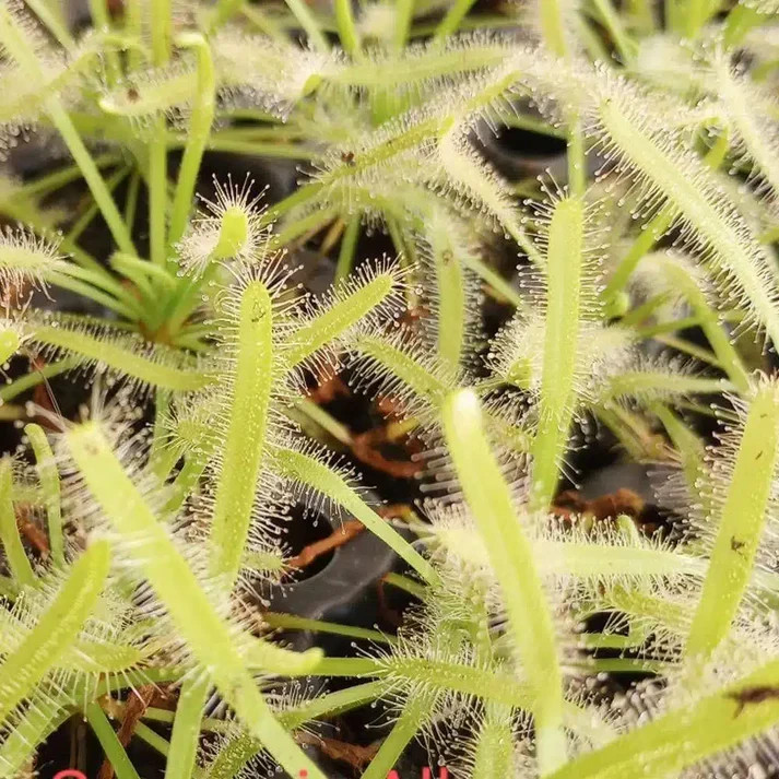 2″ Drosera Capensis ‘Alba’ White Sundew Live Carnivorous Plant Insect Eating Pla