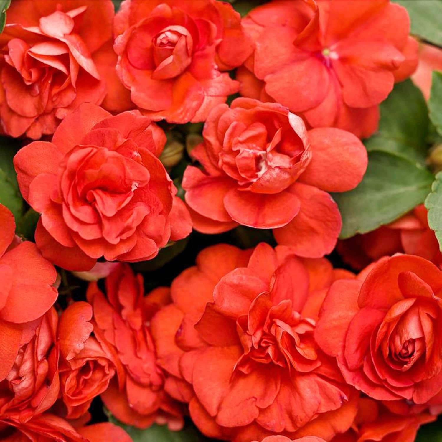 Impatiens Mixed Seeds 500+ for Planting Outdoor – Shade Tolerant Flowers