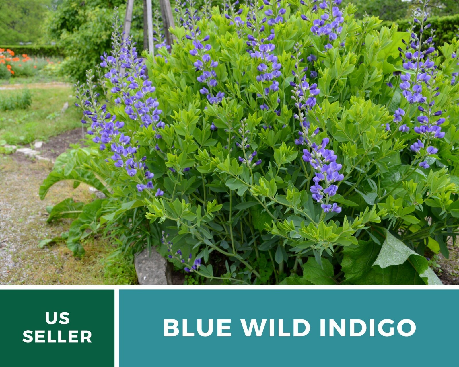 Indigo, Blue Wild – Heirloom Seeds – Brilliant Blue and Purple Blooms