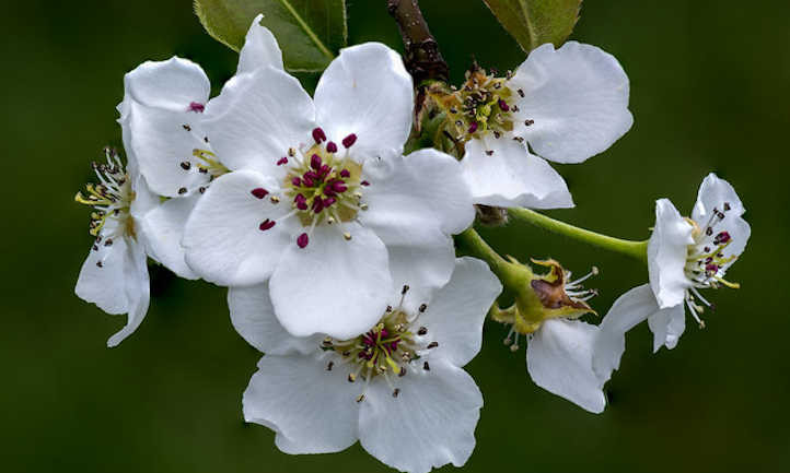 Asian Pear | Premium Seeds | Pyrus pyrifolia ‘Fruit’ | Plants’®