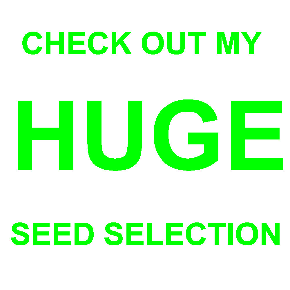 50 LEMON CUCUMBER SEEDS – FRESH HARVEST FOR 2024 GARDENS
