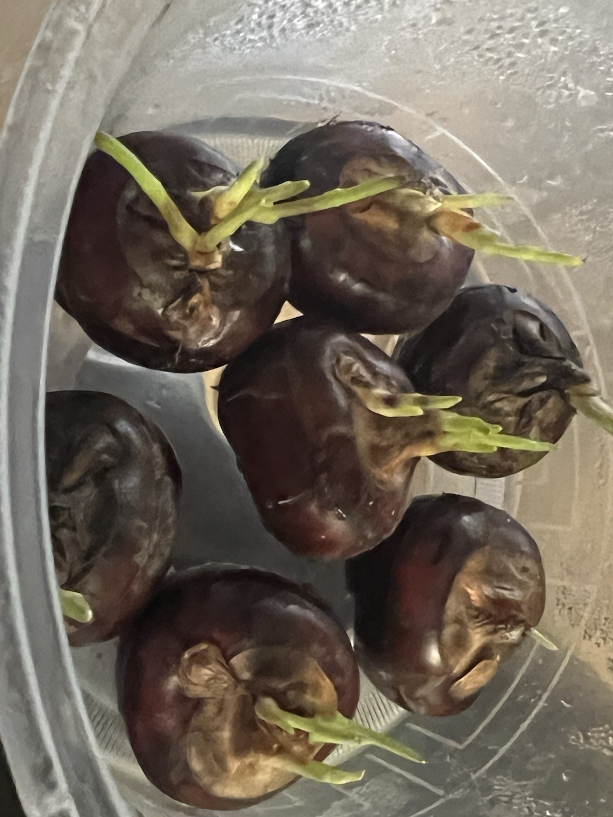 5pcs Water Chestnut Eleocharis Dulcis Ready to Plant