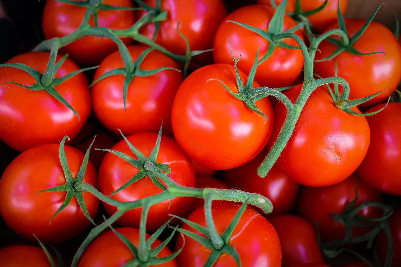 100 Heirloom Riesenstraube Tomato Seeds – High Yields Large 1 Ounce Cherry Sized