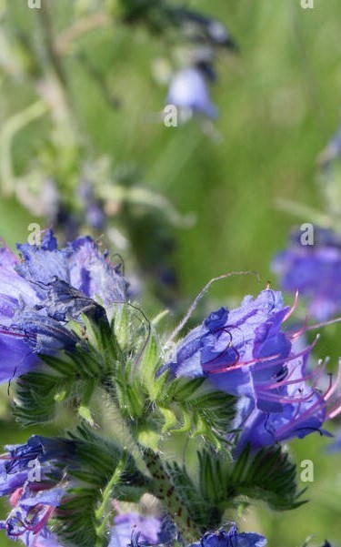 Viper’s Bugloss Blue Seeds