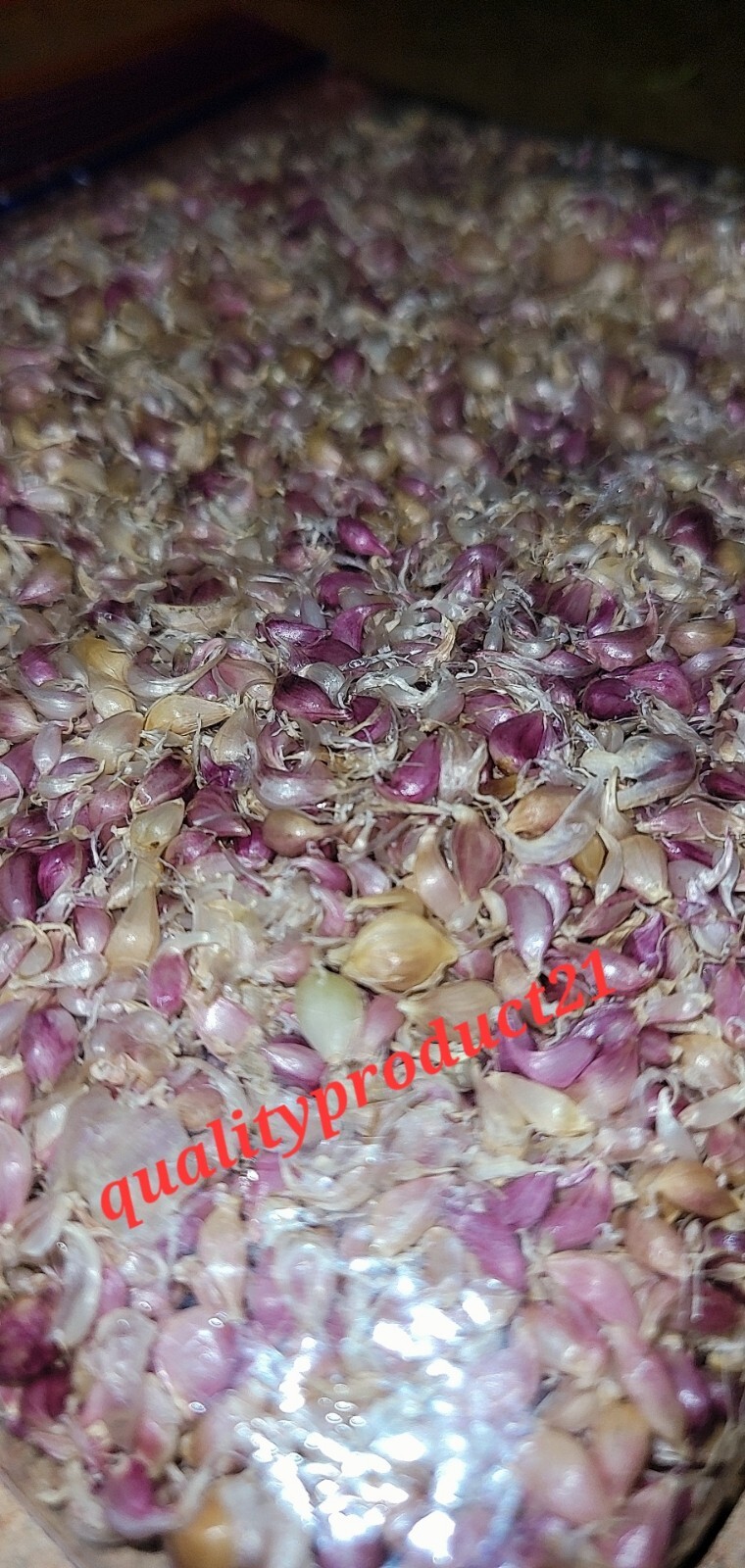 Organic Grown Hardneck Purple Garlic Bulbils (NOT BULBS) For Plant 100 Pcs