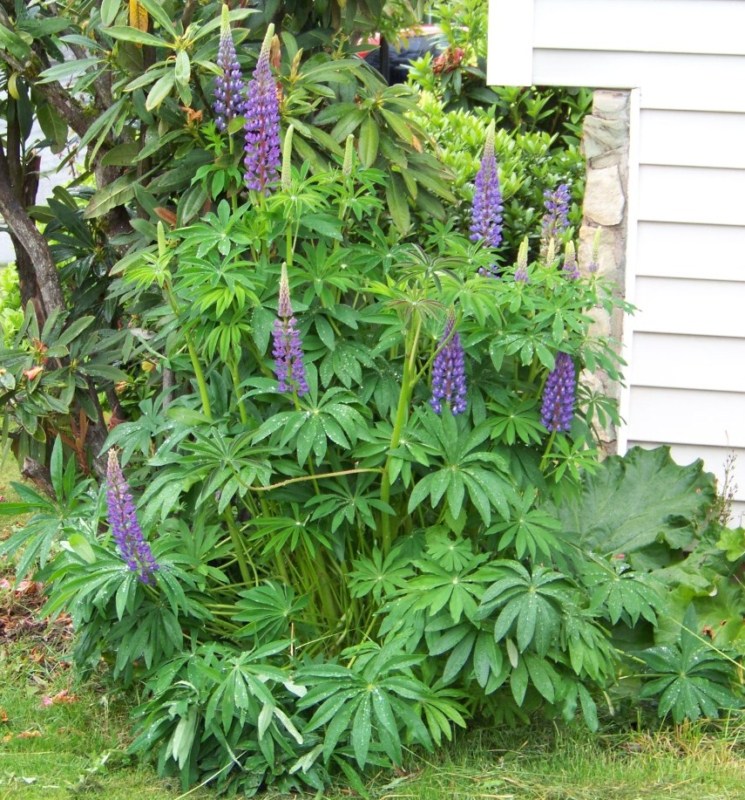 40 SEEDS – lupine Perennial Wild WILDFLOWER flower – GroCo – BUY 15-SHIPS FREE