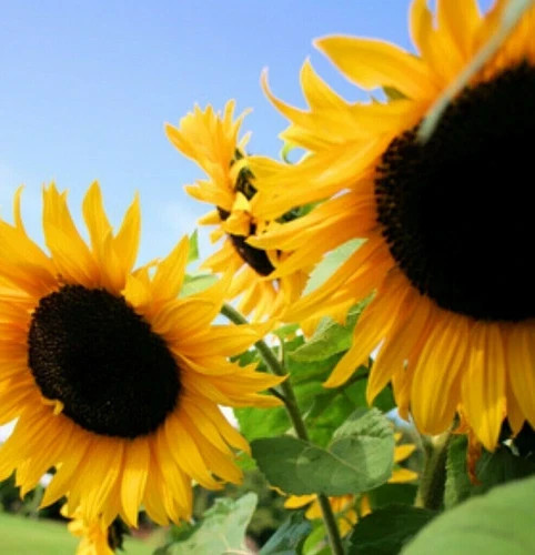 Sunflower ‘Black Oil’ (Helianthus annuus) non-GMO Heirloom 50ct