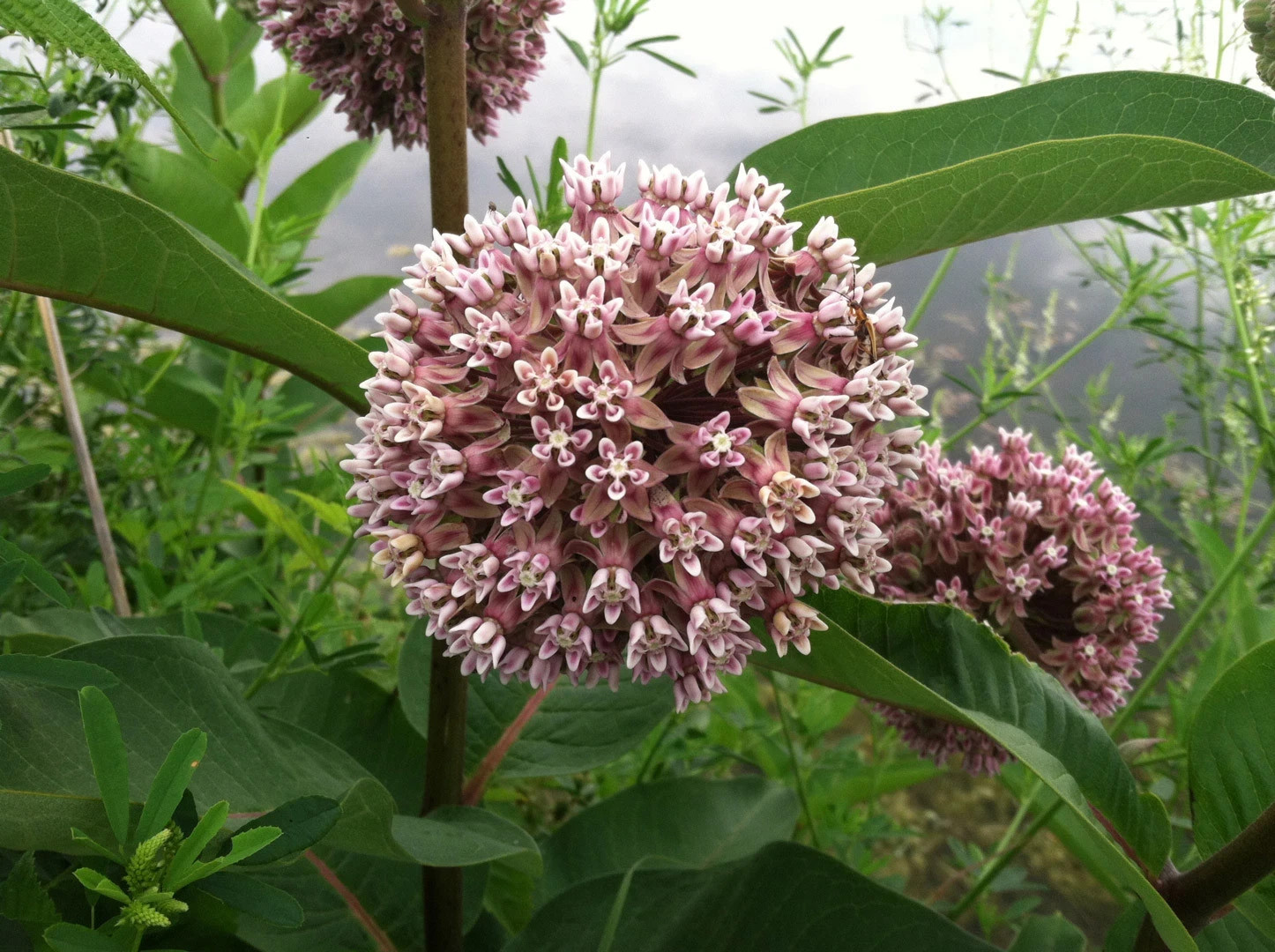 100+ Hardy Common Milkweed (Asclepias syriaca) Seeds Attract Monarch Butterflies