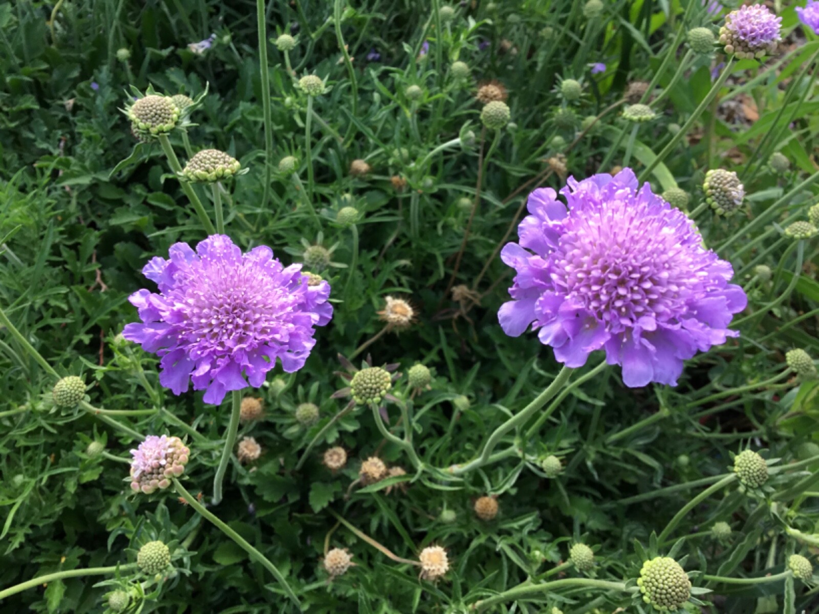 Scabiosa Violet and White Mix Pincushion Flower Seed