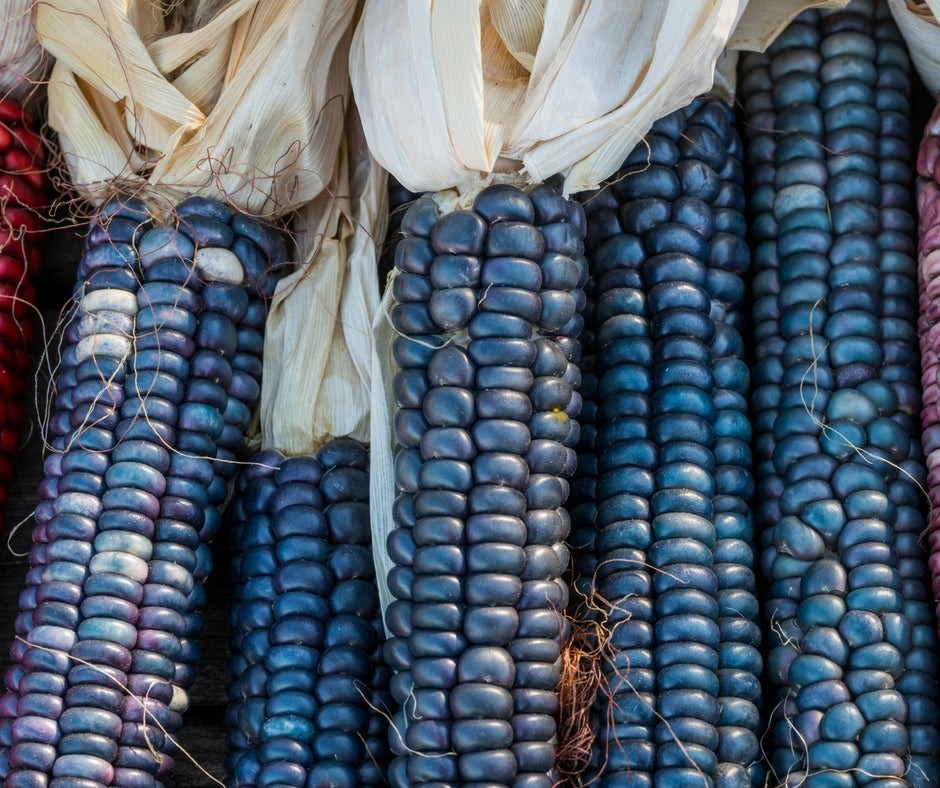 Oaxacan Bolita Azul Corn Seeds (1 lb)) / MEXICAN HEIRLOOM / Non-GMO / RARE