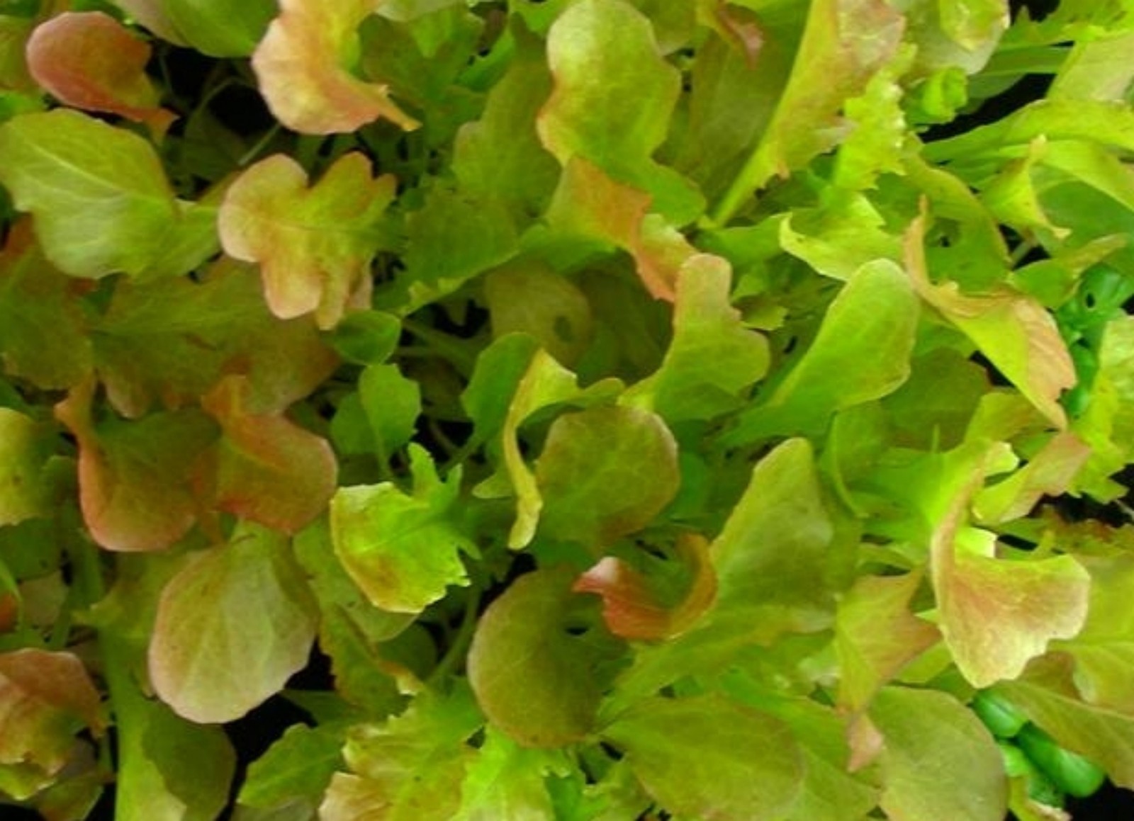 Red Salad Bowl Lettuce Seeds- Heirloom- 1,000 ’18 Seeds $1.69 Max Shipping/order