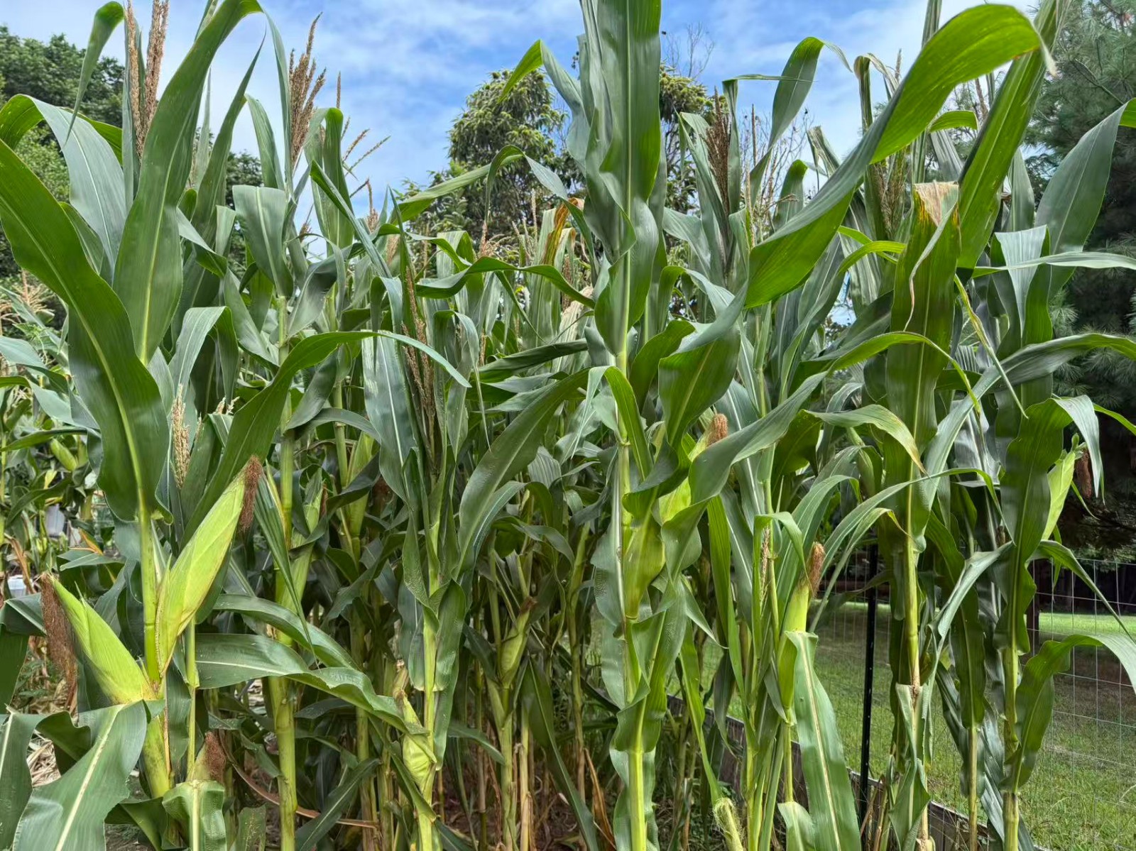 Organic Sweet Sticky Waxy Mixed Variety Glutinous Corn Non-GMO 糯玉米