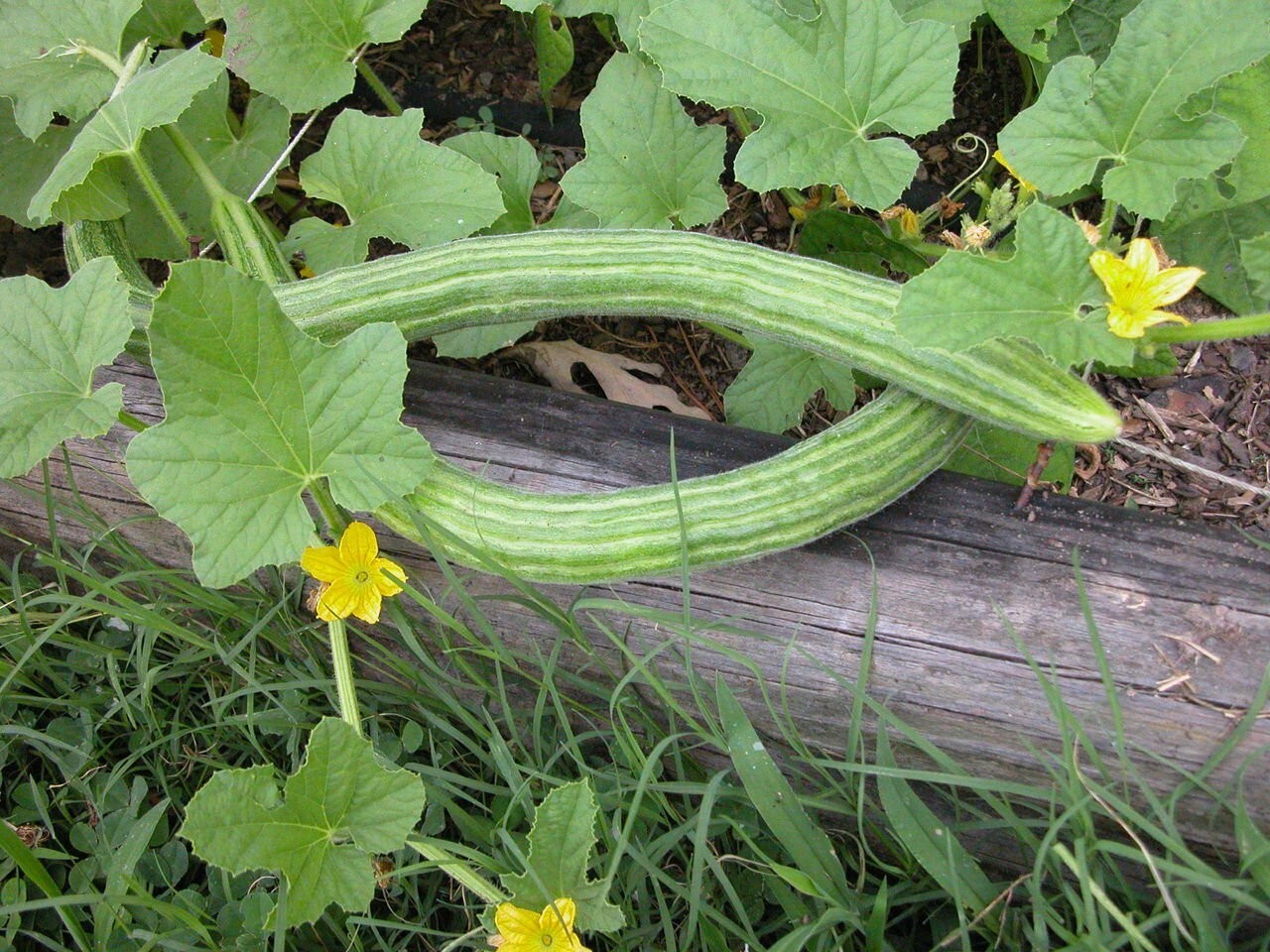 25+ Armenian Yard Long Cucumber Seeds – Non GMO – ORGANIC – HEIRLOOM — FRESH