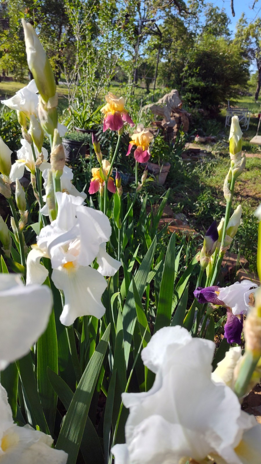 Hardy Iris Rhizomes – 5 Pack – Mixed Colors – Easy to Grow