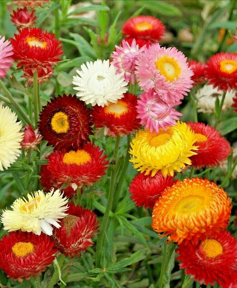401+STRAWFLOWER MIX Flower Seeds Wildflower Dried Cut Flowers Garden Container