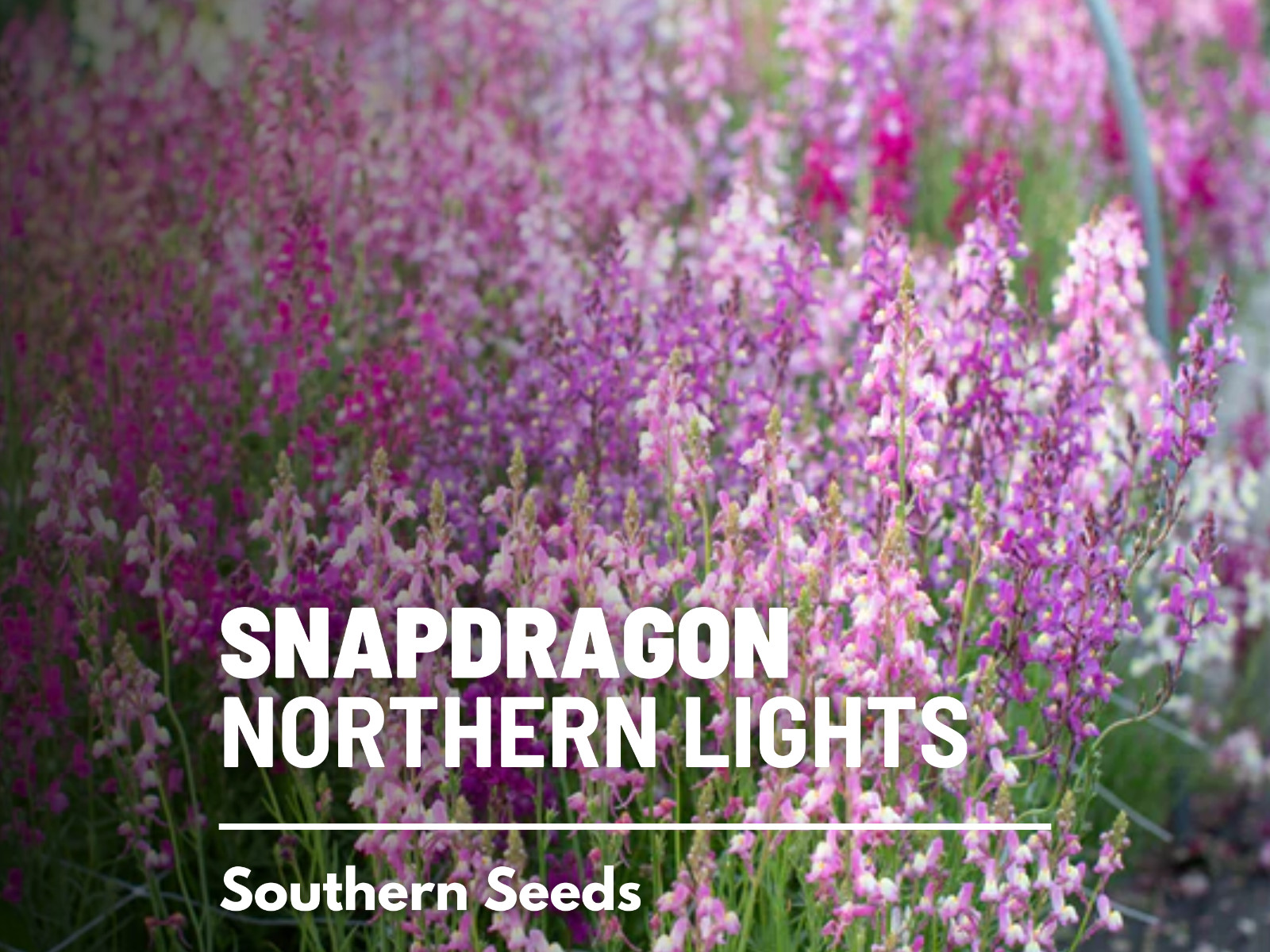 Snapdragon, Northern Lights Mix seeds – Flower (Antirrhinum majus) – Shades of P