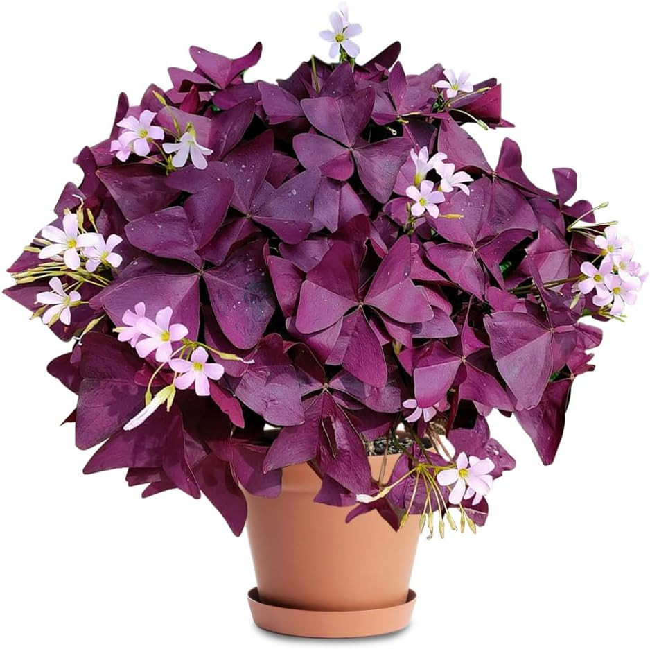 20PCS Purple Shamrocks Bulbs Good Luck Plant Oxalis Bulbs for Planting Indoor or