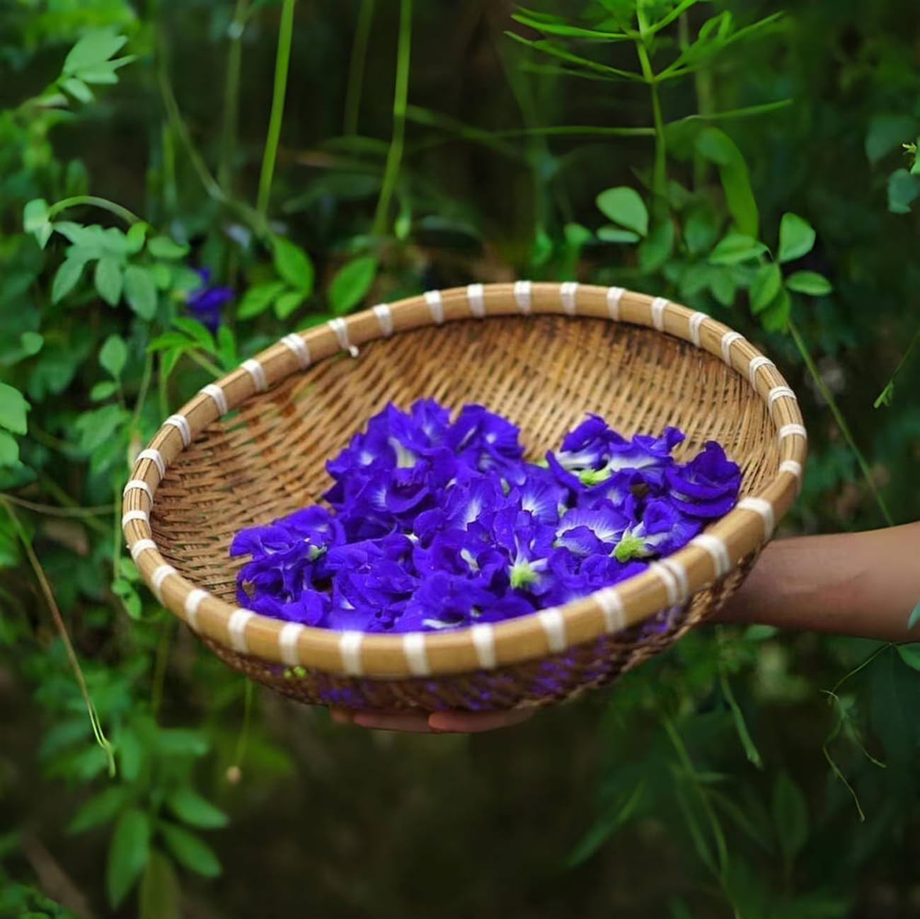 100+ Butterfly Pea Flower Seeds HOA Dau Biec Organic Clitoria Ternatea for Home