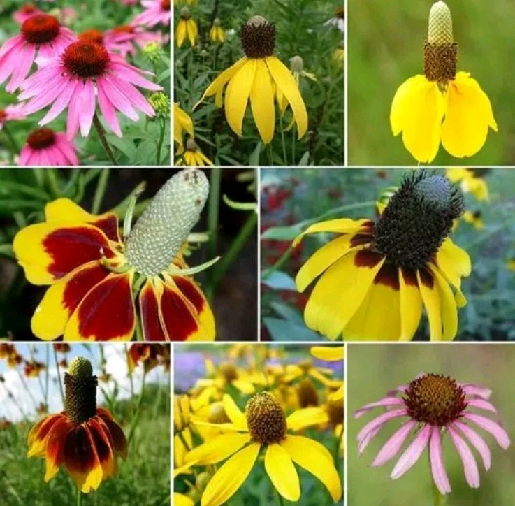 60+ Coneflower CONEHEAD Mix Echinacea 90% Perennials Finches Love Seeds!