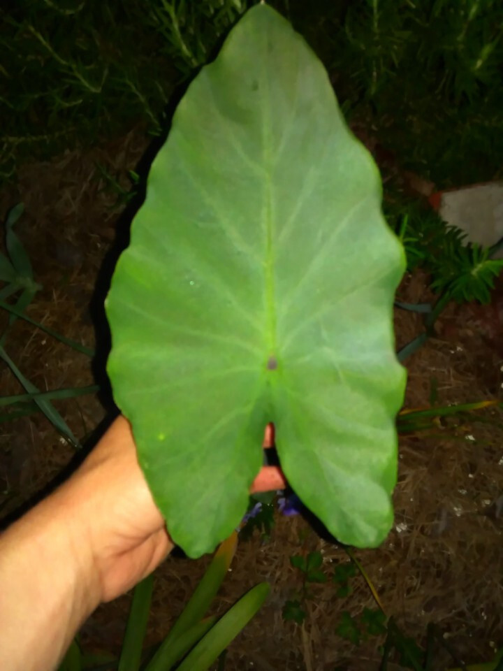 3 Alocasia Elephant Ear Bulb/Rhizomes- Ready To plant