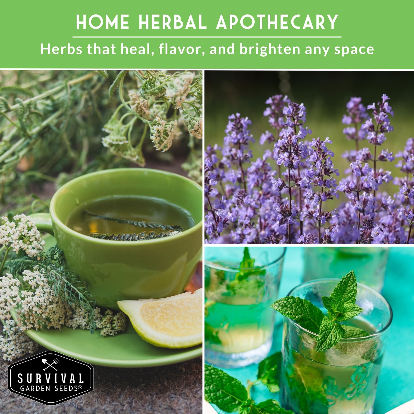 Medicinal Tea Herb Seeds for Planting | 9 Variety Pack of Heirloom, NonGMO He…