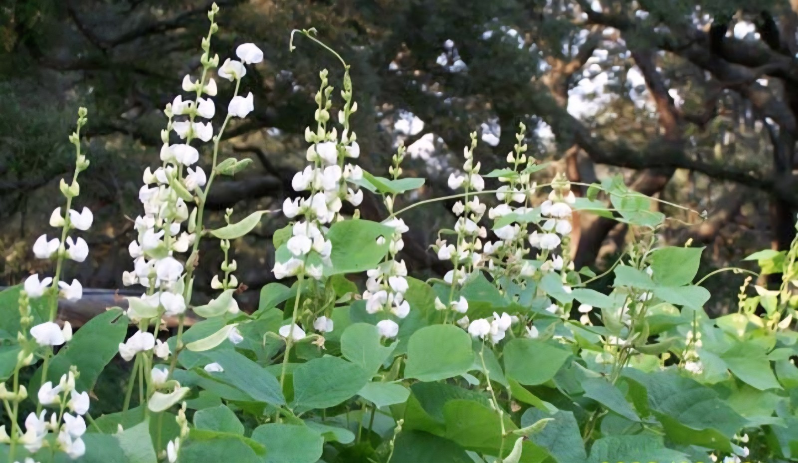 12 White Hyacinth Bean Vine Seed Pods Est 40 Seeds