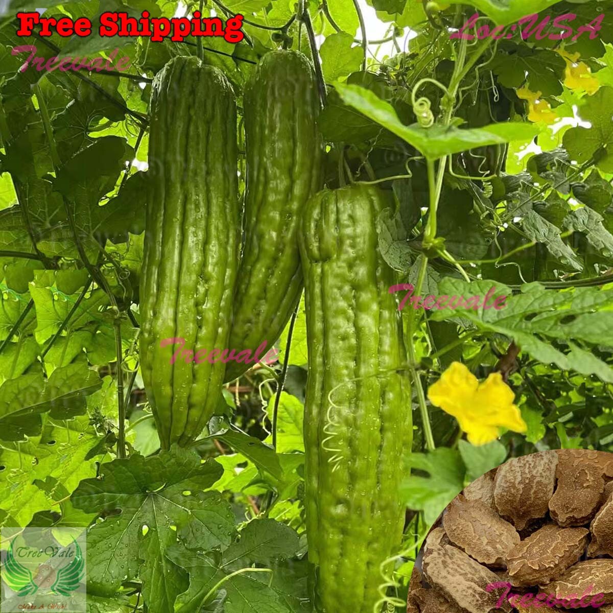 Vietnam Bitter Gourd, Green Skin Bitter Gourd Seeds | Bitter Melon Seeds