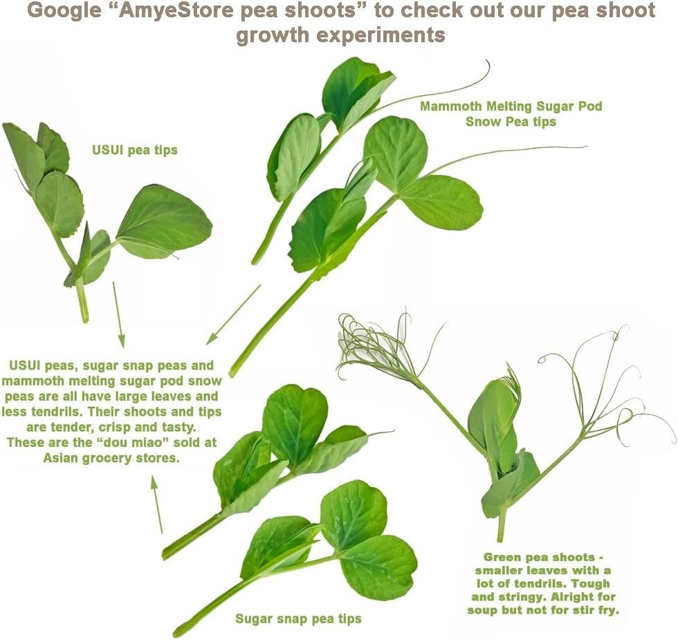Sugar Snap Pea Seeds – 65 Heirloom Non-GMO for Indoor/Outdoor Gardening Success