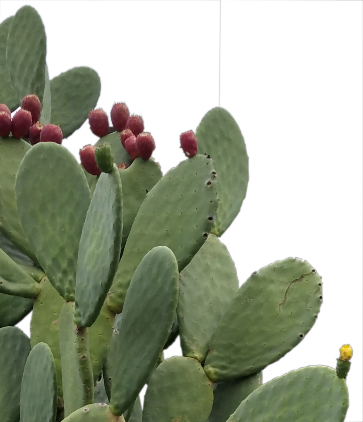 Prickly Pear Cactus, Yellow Flowers (Opuntia Ficus Indica) 35 Seeds