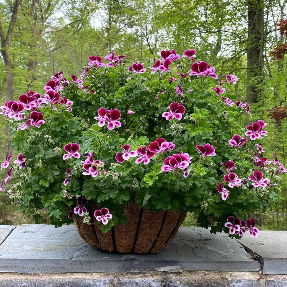 Citronella Plant Seeds for Planting – 1500+ Citronella Geranium Seeds Non-Gmo