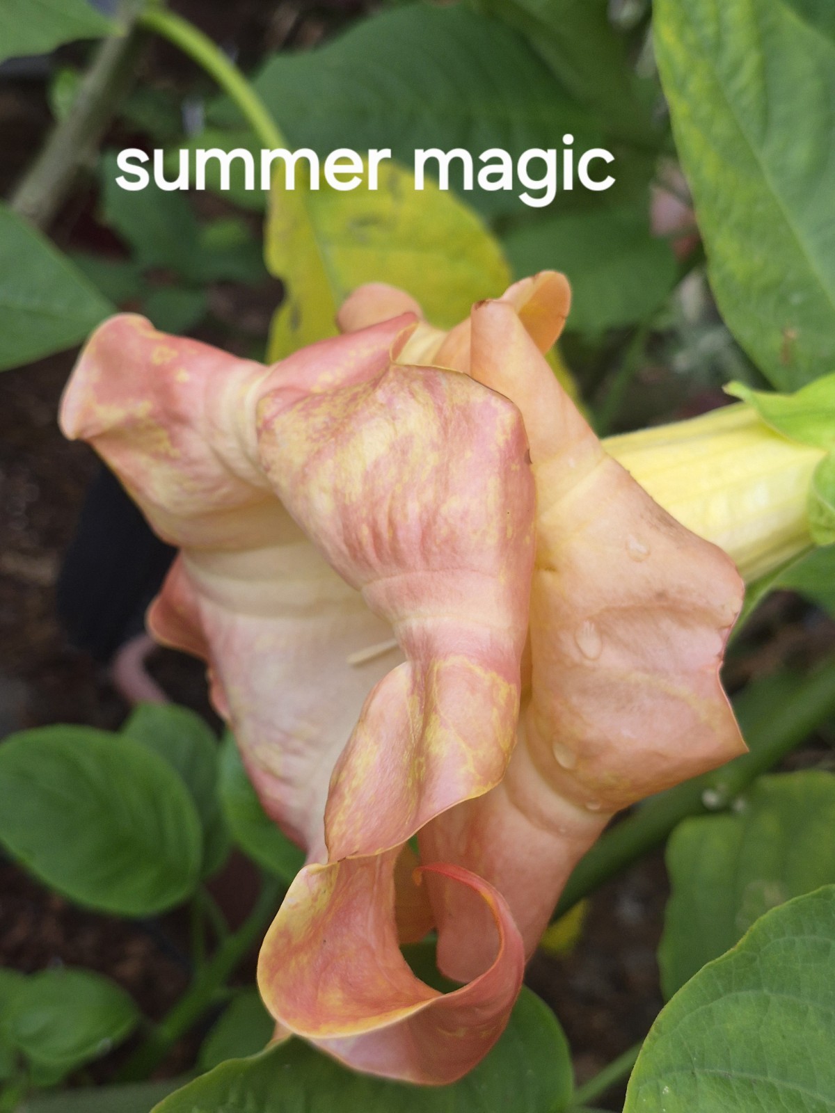 Brugmansia Bundle Angel Trumpets (Fred Sommers)