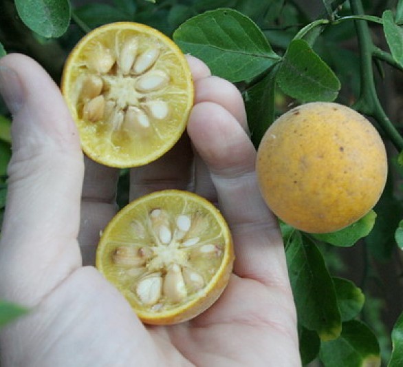 TRIFOLIATE ORANGE 13-18″ TREES Quantity 3