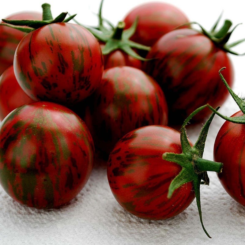 20 – Tomato Seeds – 2025 Organic Fresh Harvest – Purple Bumble Bee Cherry – A 56