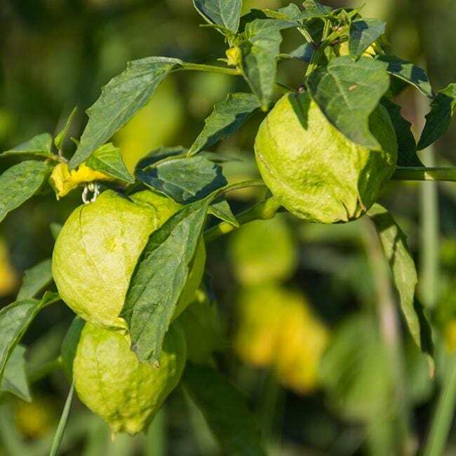 Grande Rio Verde Tomatillo Seeds 50 Ct Vegetable HEIRLOOM NON-GMO USA FREE S&H