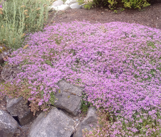 CREEPING THYME DWARF GROUND COVER Thymus Serpyllum – 500 Seeds