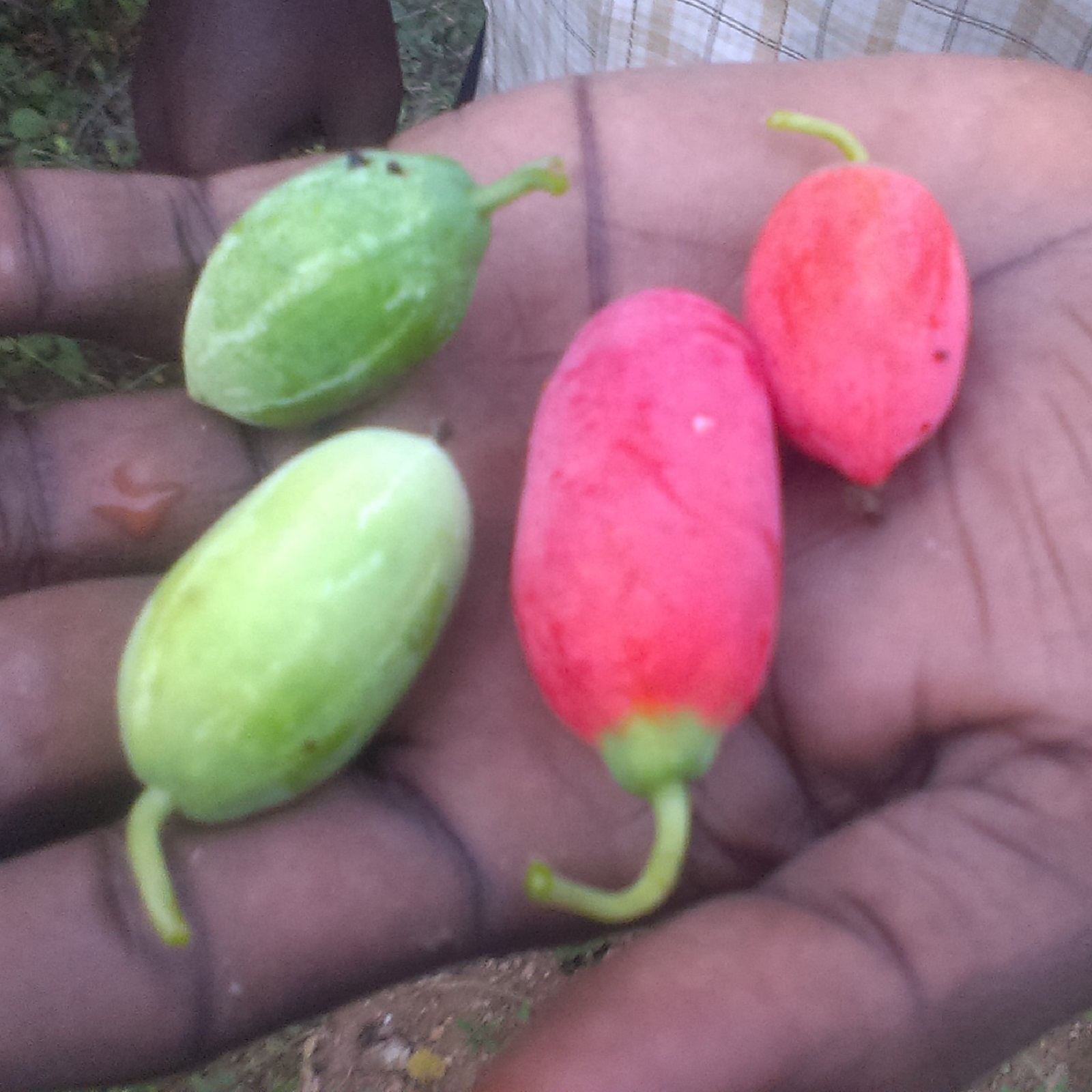 ~IVY GOURD~ Coccinia Grandis Scarlet Gourd Tindora Tropical Vine 30 Fresh Seeds