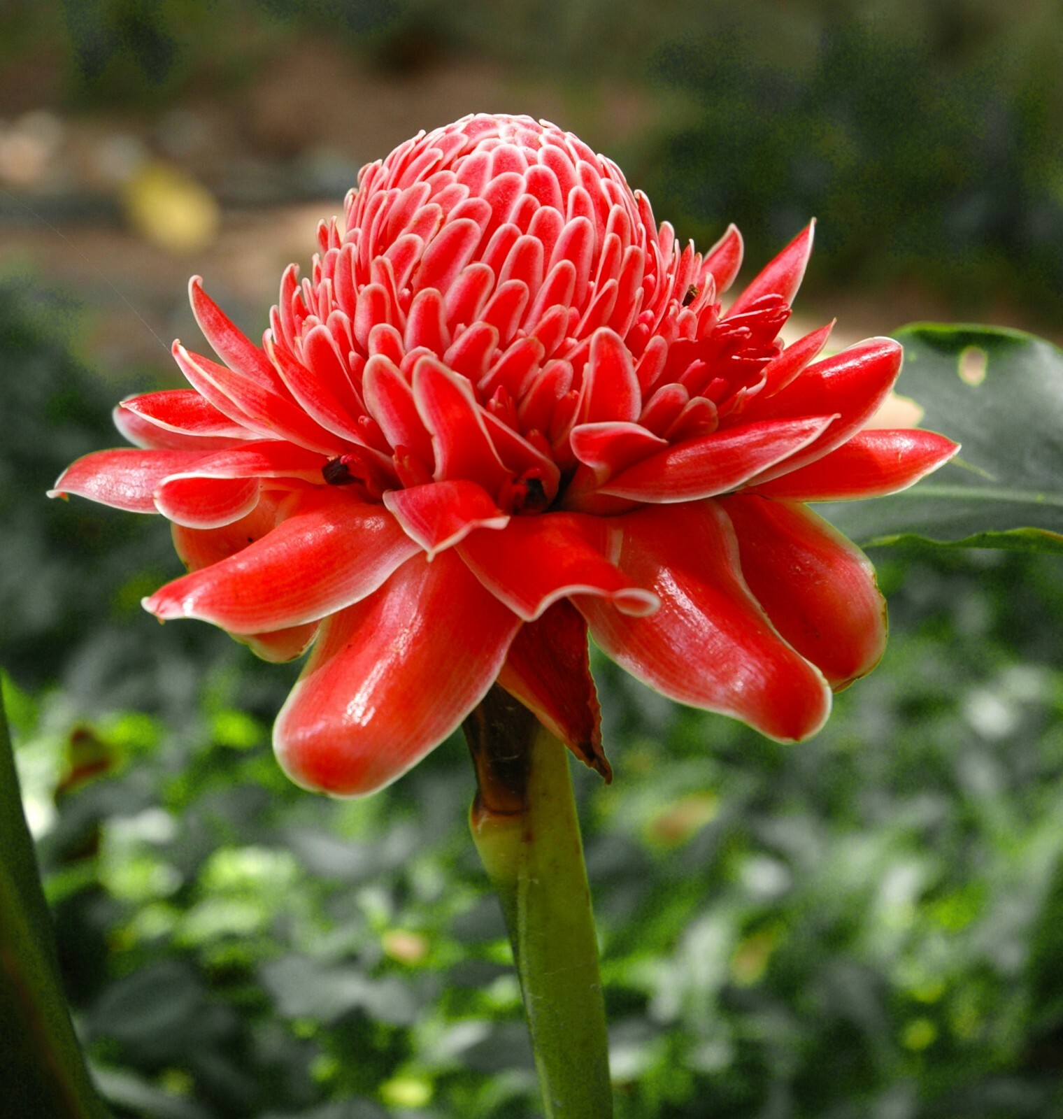 Tropical Seeds -20 Tropical Ginger Seeds- RED Etlingera elatior