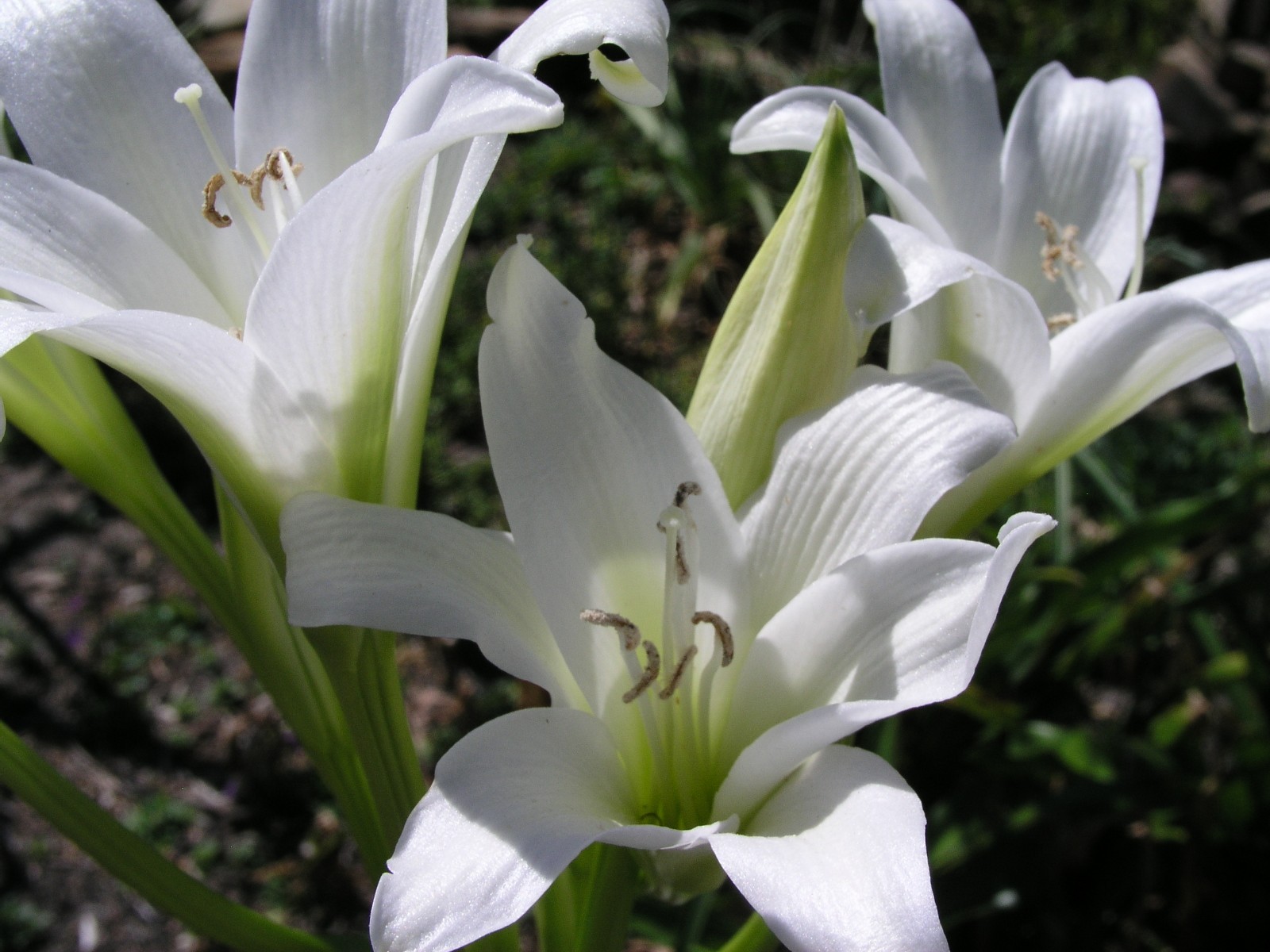 Crinum Lily, Bulbispermum Album ‘White Oak’, small-size bulb NEW