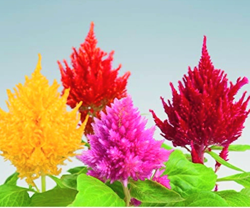 550 Pampas Plume Celosia Seeds Mix of 8 Varieties Pure heirloom seeds Cockscomb