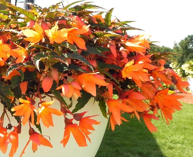 BIN#2R7D5 Begonia Seeds Bossa Nova Orange Trailing Begonia 15 Pelleted Seeds