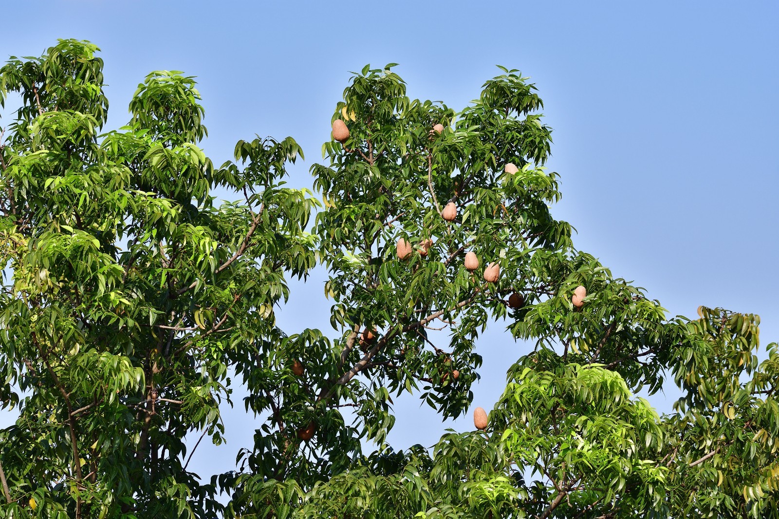 Swietenia mahogani Mahogany Tree 5 Seeds – Read description before buying