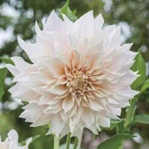 1 “Cafe Au Lait” Dinnerplate Dahlia – Top Size #1 Tuber – US Seller