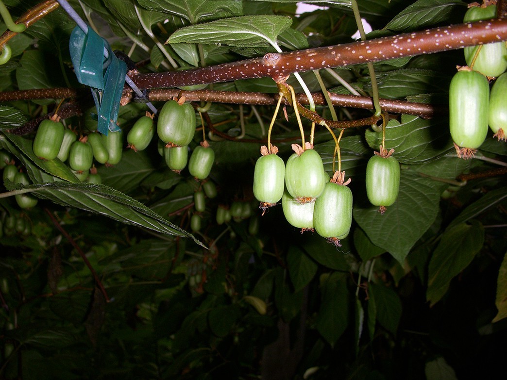 Kiwi Berry Seeds (50) / Tropical Fruit / Sweet / Super Rare
